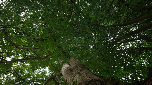 千年古树树木桢楠树王视频