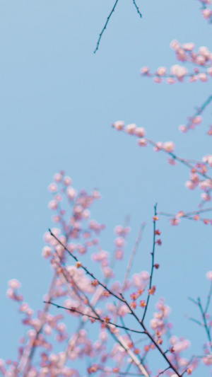 春天温暖春梅时节春暖花开18秒视频