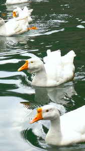 湖泊中的家禽大白鹅合集视频