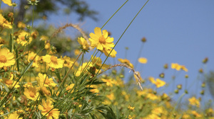 夏季自然风光盛开的野菊花4K视频合集43秒视频