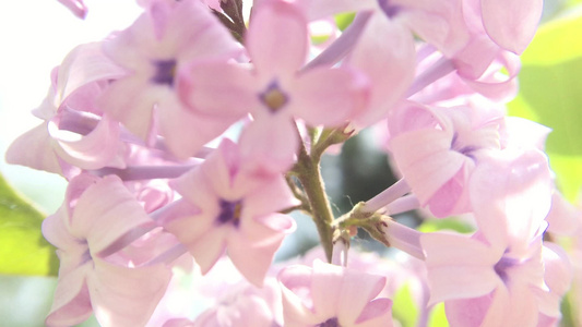 实拍丁香树枝杈紫花花蕾唯美自然高清视频素材视频
