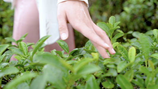 实拍走着抚摸茶树茶叶局部特写镜头视频