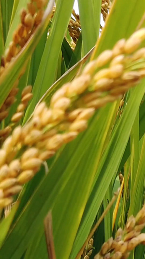 金黄色的水稻丰收时节62秒视频