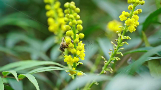 高清花朵上的蜜蜂特写视频