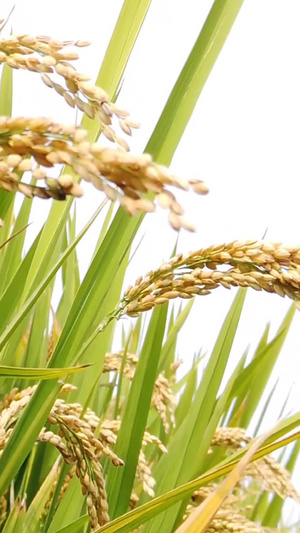 金黄色的水稻丰收时节62秒视频