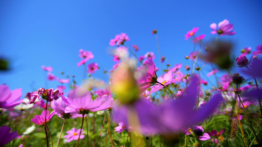 4K花海升格视频