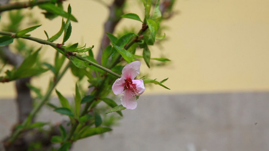 玉兰花桃花鲜花春季开花视频