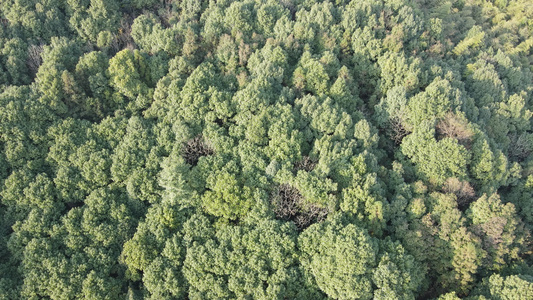 航拍大自然绿色植物森林视频