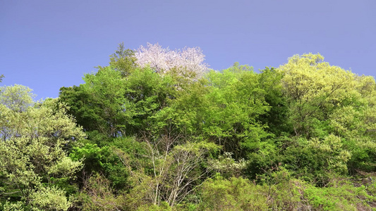 清新阳光夏日白云树叶绿色自然空镜视频