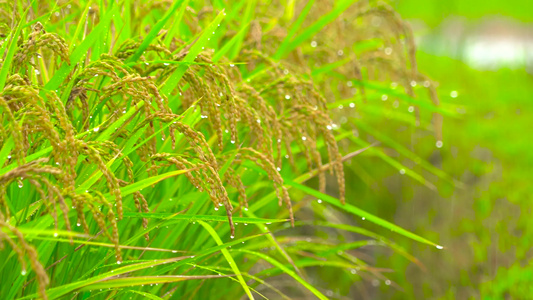 唯美水稻稻花稻穗雨中特写美丽乡村新农村视频