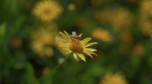 4k蜜蜂采集菊花花蜜19秒视频