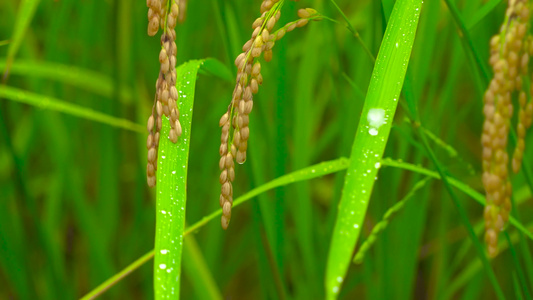 唯美水稻稻花稻穗雨中特写美丽乡村新农村视频