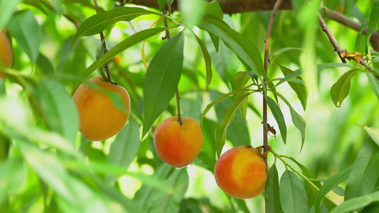 4K夏季水果枝头上的黄桃成熟丰收实拍视频视频