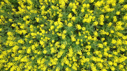 4K唯美油菜花菜地花海视频