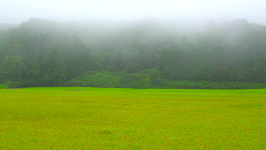 雨中的稻田水稻稻花特写美丽乡村视频