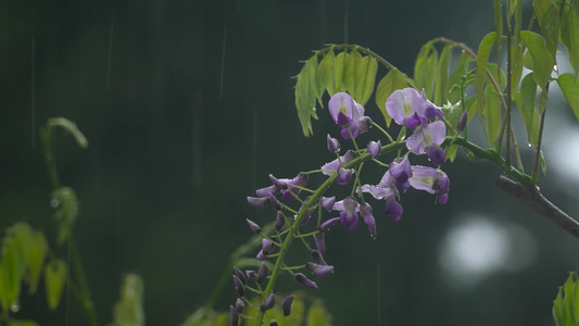 雨中摇曳的紫藤特写视频