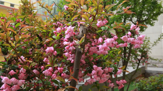 玉兰花桃花鲜花春季开花视频