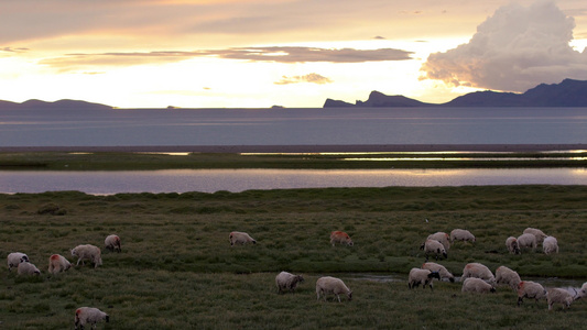 夕阳下养殖绿地上放牧羊视频
