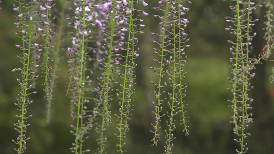 雨中摇曳的紫藤特写视频