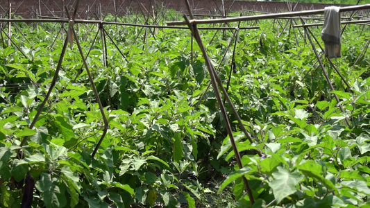 4K茄子种植园种植有机蔬菜实拍视频视频