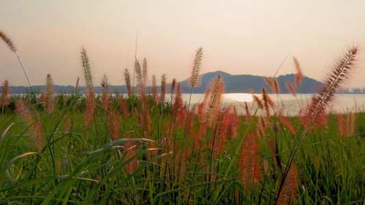 4K黄昏时分逆光下的狗尾草和远山湖泊4K素材视频