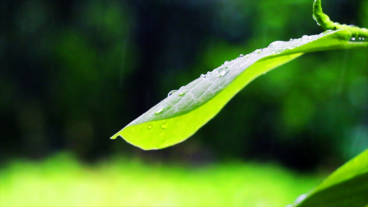 4K春雨滴落绿叶高速实拍[陪衬]视频