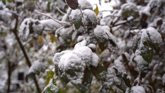 国际庄初雪覆盖树叶视频