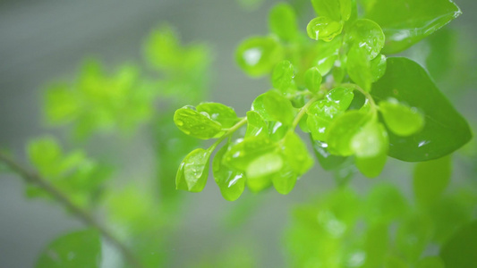 高清微距植物雨滴露水雨滴滑落视频