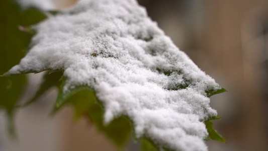 国际庄下雪啦视频