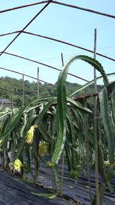 大棚火龙果夏季水果视频