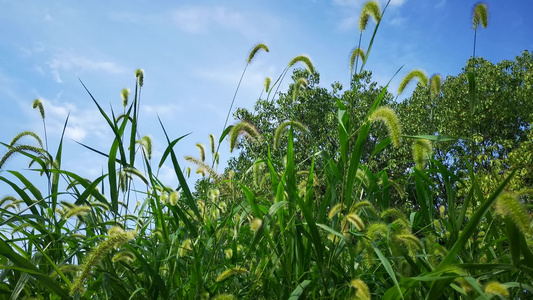 实拍自然风光树枝树叶视频