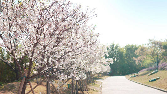 阳光下的樱花树[芝樱]视频
