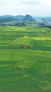 高清竖屏航拍云南曲靖罗平油菜花海景观视频