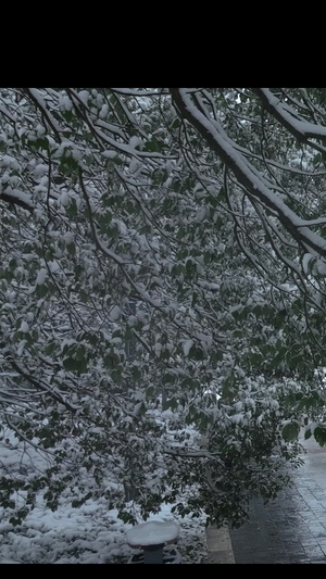 雪景下雪人物散步春夏秋冬52秒视频