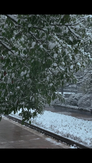 雪景下雪人物散步春夏秋冬52秒视频