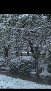 雪景下雪人物散步春夏秋冬视频