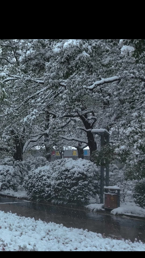 雪景下雪人物散步春夏秋冬52秒视频