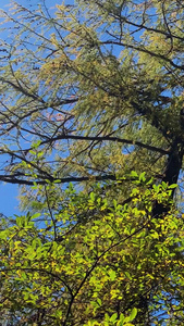 实拍川西秋季红衫树林视频旅游目的地视频