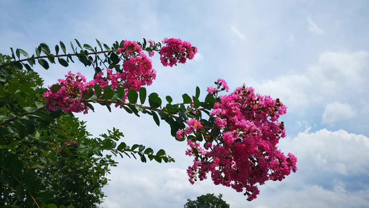 植物花朵鲜花视频