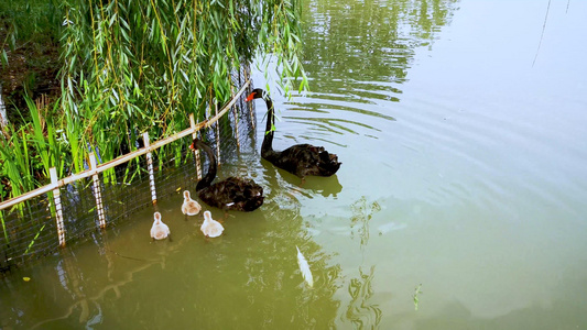 池塘里嬉水觅食的黑天鹅视频