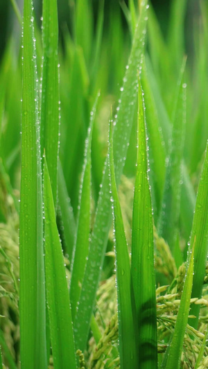 实拍沾满雨水的稻谷视频素材农作物11秒视频