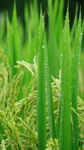 实拍沾满雨水的稻谷视频素材农作物视频