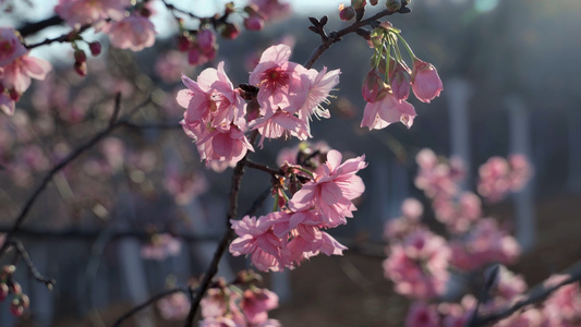 春天阳光下盛开的樱花视频