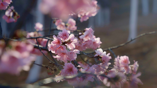 春天阳光下盛开的樱花视频