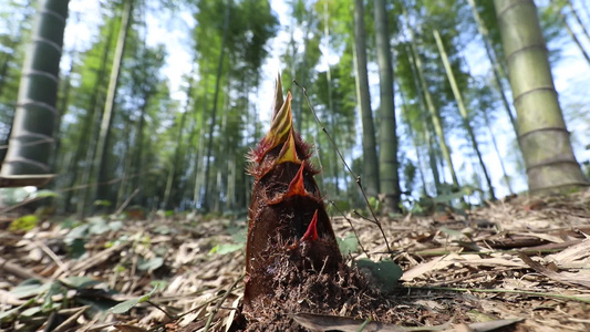 竹笋竹林视频