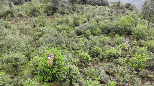 茶农在茶山上采茶航拍视频