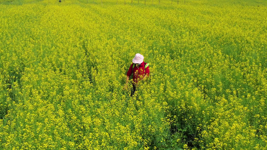 视频故事油菜花视频