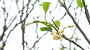 初春的桂花合集29秒视频