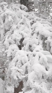 喀斯特地貌原始森林松柏树雪景森林雪景视频