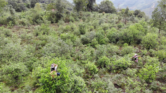 茶农在茶山上采茶航拍视频